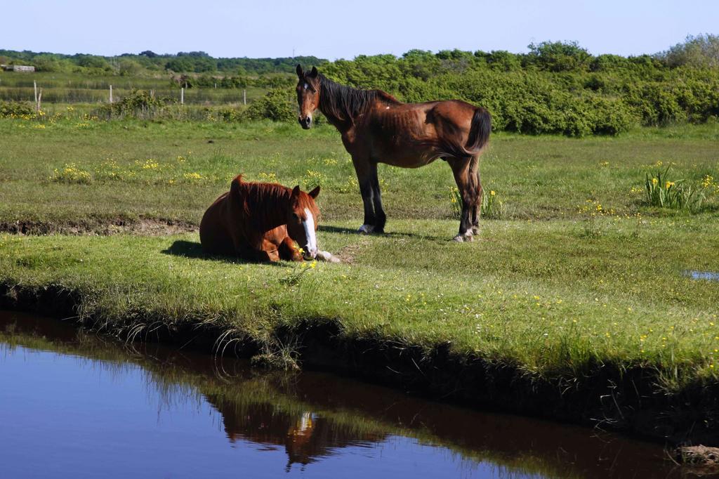 Le Lys Des Sables Bed and Breakfast Soulac-sur-Mer Eksteriør billede